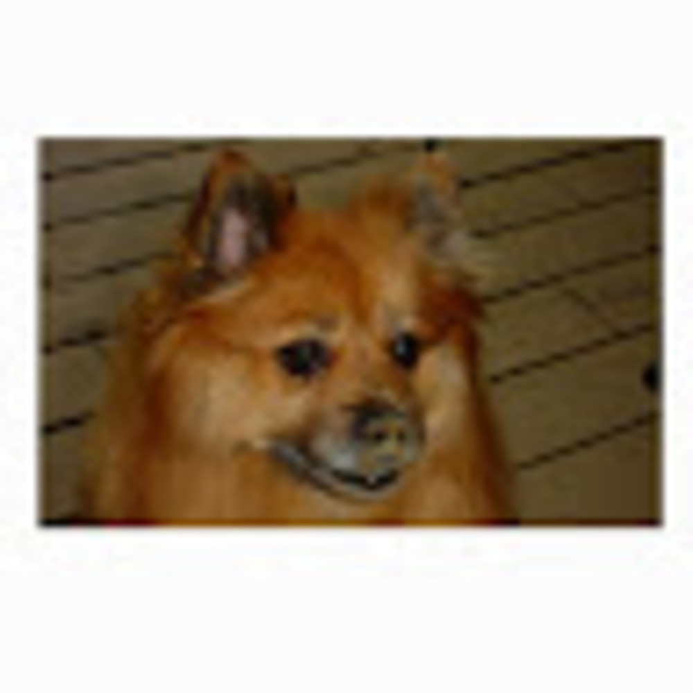 Meet your Posher, Renae